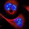 High Mobility Group Box 2 antibody, NBP1-81731, Novus Biologicals, Immunofluorescence image 