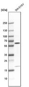 RAC-gamma serine/threonine-protein kinase antibody, NBP1-80900, Novus Biologicals, Western Blot image 