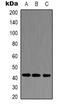 Actin Alpha 1, Skeletal Muscle antibody, LS-C413607, Lifespan Biosciences, Western Blot image 