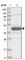 Epoxide Hydrolase 4 antibody, HPA035067, Atlas Antibodies, Western Blot image 