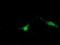 Zinc Ribbon Domain Containing 1 antibody, M09900, Boster Biological Technology, Immunofluorescence image 