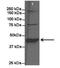 Betaine--Homocysteine S-Methyltransferase antibody, NBP1-55288, Novus Biologicals, Western Blot image 