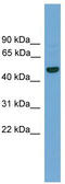 GRAM Domain Containing 2B antibody, TA338636, Origene, Western Blot image 