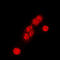 Cullin 1 antibody, LS-C353049, Lifespan Biosciences, Immunofluorescence image 