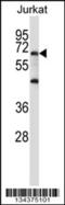 PR/SET Domain 6 antibody, 57-716, ProSci, Western Blot image 