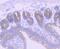 Carbamoyl-Phosphate Synthase 1 antibody, NBP2-75445, Novus Biologicals, Immunohistochemistry paraffin image 