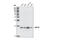 Anti-Silencing Function 1B Histone Chaperone antibody, 2769S, Cell Signaling Technology, Western Blot image 
