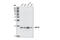 hAsf1b antibody, 2769S, Cell Signaling Technology, Western Blot image 