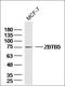 Zinc Finger And BTB Domain Containing 5 antibody, orb158762, Biorbyt, Western Blot image 