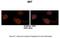 SET Nuclear Proto-Oncogene antibody, PA5-44576, Invitrogen Antibodies, Immunohistochemistry frozen image 