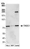 THO Complex 1 antibody, NBP1-47304, Novus Biologicals, Western Blot image 