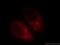 Amyloid Beta Precursor Protein Binding Family B Member 1 antibody, 12526-1-AP, Proteintech Group, Immunofluorescence image 