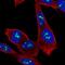 Zinc Finger Protein 865 antibody, NBP2-57297, Novus Biologicals, Immunofluorescence image 