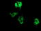 Phosphoinositide 3-kinase adapter protein 1 antibody, TA501753, Origene, Immunofluorescence image 
