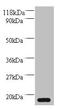 Morf4 Family Associated Protein 1 Like 1 antibody, A53332-100, Epigentek, Western Blot image 