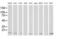 ATPase H+ Transporting V1 Subunit F antibody, MA5-25408, Invitrogen Antibodies, Western Blot image 