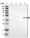 Butyrophilin Subfamily 3 Member A1 antibody, NBP1-90750, Novus Biologicals, Immunohistochemistry frozen image 