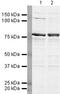 DEAD-Box Helicase 17 antibody, PA5-19537, Invitrogen Antibodies, Western Blot image 