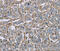 Fc Fragment Of IgG Receptor IIb antibody, MBS2518098, MyBioSource, Immunohistochemistry paraffin image 