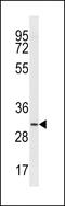 Transmembrane And Immunoglobulin Domain Containing 2 antibody, LS-B13776, Lifespan Biosciences, Western Blot image 