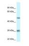 Lipase member H antibody, NBP1-79898, Novus Biologicals, Western Blot image 