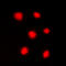 Histone Cluster 4 H4 antibody, LS-C354119, Lifespan Biosciences, Immunofluorescence image 