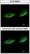 Tubby-related protein 1 antibody, GTX103979, GeneTex, Immunofluorescence image 