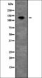 Peroxisomal Biogenesis Factor 1 antibody, orb335056, Biorbyt, Western Blot image 