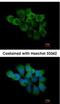 Peptidylprolyl Isomerase F antibody, NBP2-15079, Novus Biologicals, Immunocytochemistry image 