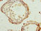 Rhotekin antibody, LS-C676435, Lifespan Biosciences, Immunohistochemistry paraffin image 