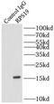 40S ribosomal protein S19 antibody, FNab07463, FineTest, Immunoprecipitation image 