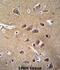 Enolase 2 antibody, abx031705, Abbexa, Immunohistochemistry paraffin image 