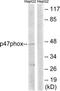 Neutrophil Cytosolic Factor 1 antibody, TA311759, Origene, Western Blot image 