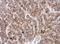 Galactosylceramidase antibody, NBP2-16578, Novus Biologicals, Immunohistochemistry frozen image 