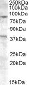 Exonuclease 1 antibody, LS-C54802, Lifespan Biosciences, Western Blot image 