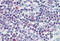 Baculoviral IAP Repeat Containing 5 antibody, MBS243216, MyBioSource, Immunohistochemistry frozen image 