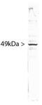 Splicing Factor 3b Subunit 4 antibody, MA5-24793, Invitrogen Antibodies, Western Blot image 