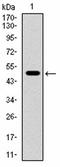 TNF Alpha Induced Protein 8 antibody, orb101271, Biorbyt, Western Blot image 