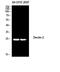 C-Type Lectin Domain Containing 6A antibody, STJ97638, St John