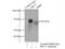 Protein Regulator Of Cytokinesis 1 antibody, 15617-1-AP, Proteintech Group, Immunoprecipitation image 