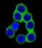 Ephrin B2 antibody, abx026365, Abbexa, Immunofluorescence image 