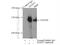 Microtubule Associated Serine/Threonine Kinase 3 antibody, 19507-1-AP, Proteintech Group, Immunoprecipitation image 