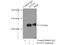 Sorting Nexin 19 antibody, 13410-1-AP, Proteintech Group, Immunoprecipitation image 