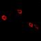 Lamin B2 antibody, orb341098, Biorbyt, Immunofluorescence image 