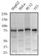 Catenin Beta 1 antibody, NBP1-54467, Novus Biologicals, Western Blot image 