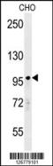 Poly(ADP-Ribose) Polymerase Family Member 8 antibody, 61-660, ProSci, Western Blot image 