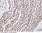 Fibronectin Type III Domain Containing 5 antibody, 100363-T08, Sino Biological, Immunohistochemistry frozen image 