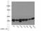 Annexin A1 antibody, 21990-1-AP, Proteintech Group, Western Blot image 