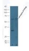 Protein Tyrosine Phosphatase Non-Receptor Type 6 antibody, orb6955, Biorbyt, Western Blot image 