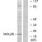 MOB Kinase Activator 3B antibody, A15976, Boster Biological Technology, Western Blot image 